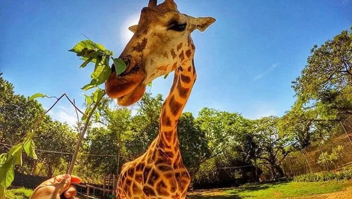 Aventura Salvaje en Guatemala Descubre Autosafari Chapín