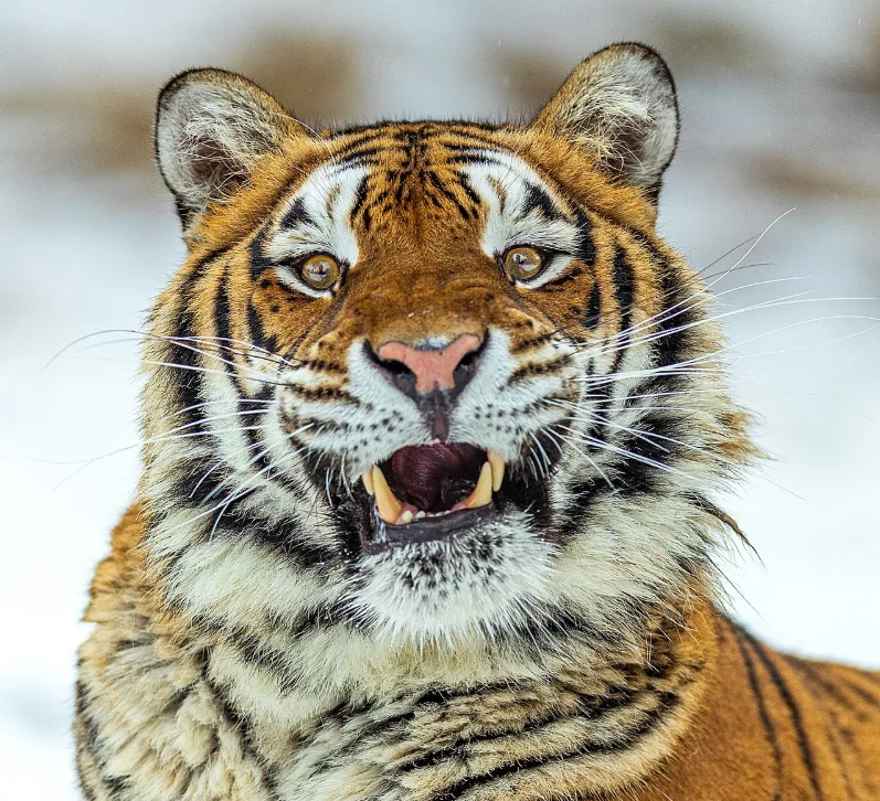 Selfie mortal con un tigre siberiano