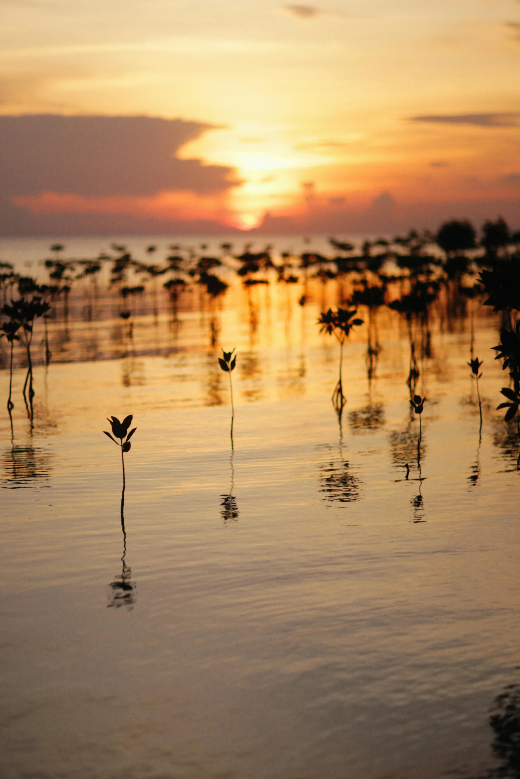 Manglares: Guardianes silenciosos de las costas guatemaltecas