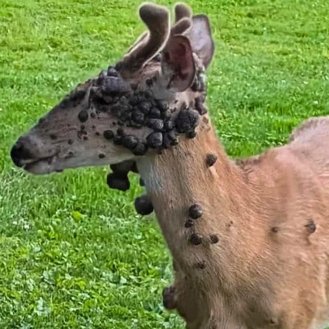 Ciencia aclara el misterio de los ciervos con bultos que inquietan en EE. UU.