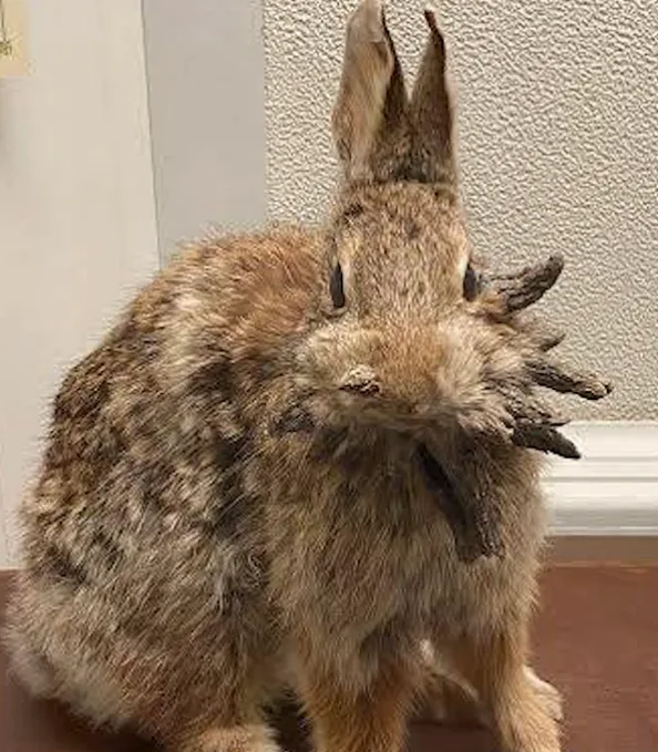 El misterio de los conejos con tentáculos que inquieta a Estados Unidos