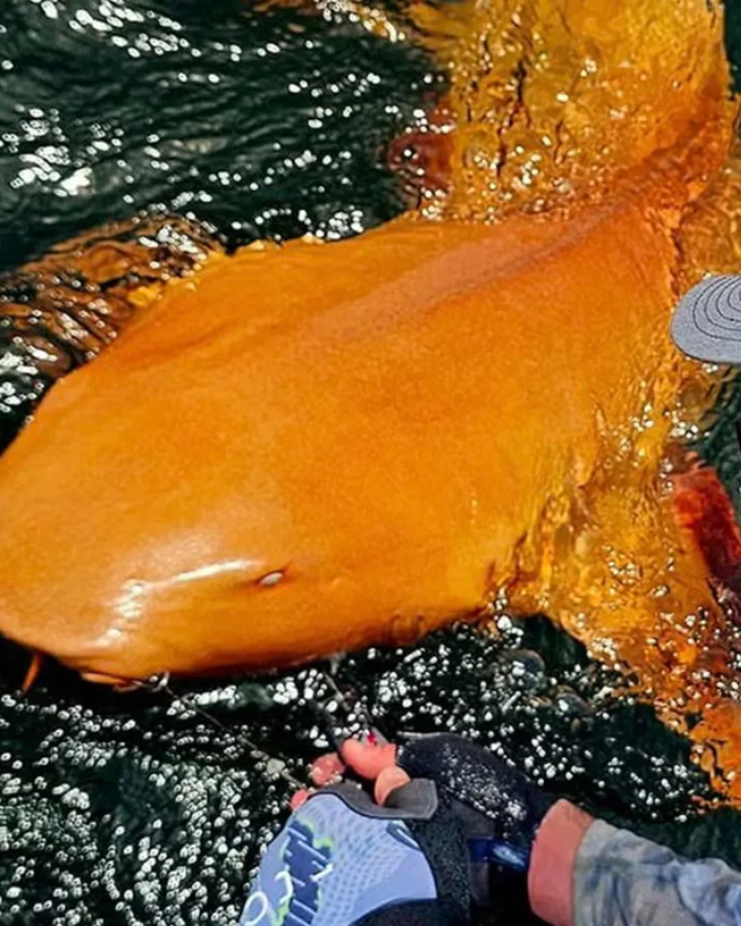 El hallazgo de un tiburón naranja que deslumbra la ciencia