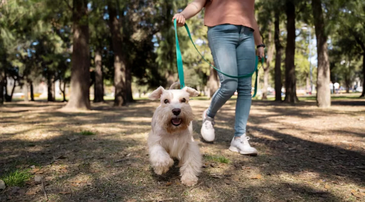 Camina sin tirones: Métodos eficaces para pasear a tu perro con control y armonía