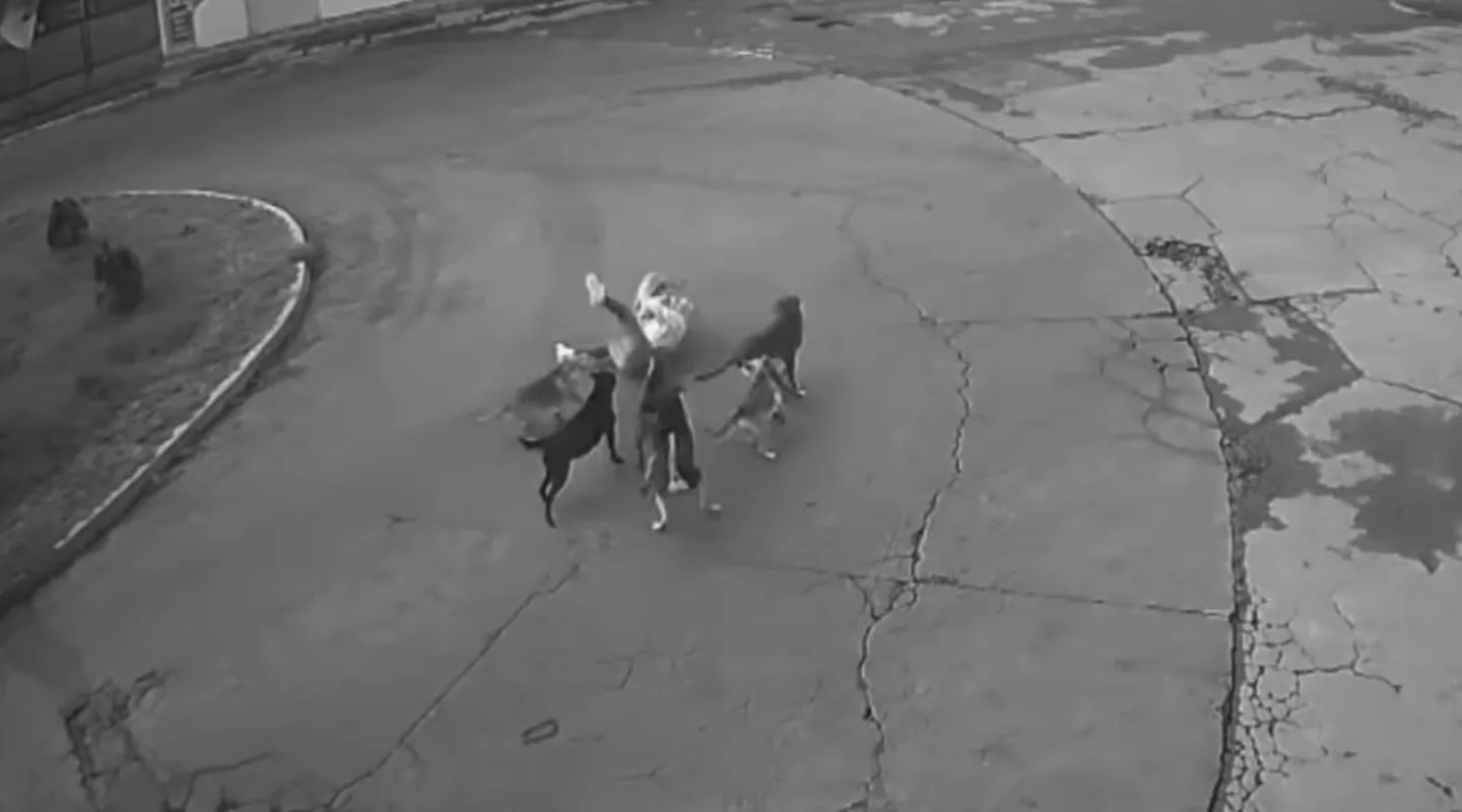 Mujer sobrevive al ataque de una jauría en México: video impactante